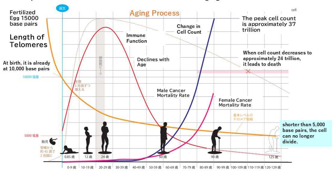 Aging process graph showing telomere length decline over lifespan