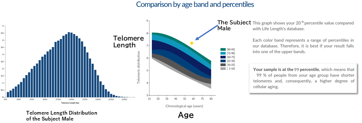 A comparison of telomere length distribution and age