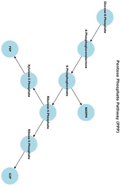 Pentose Phosphate Pathway